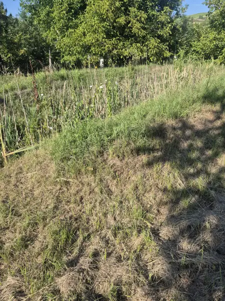 A benőtt, gazos lejtő a munka kezdetén.